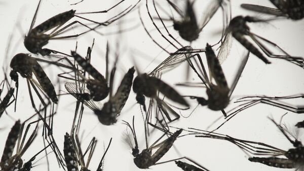Aedes aegypti mosquitoes sit in a petri dish at the Fiocruz institute in Recife, Pernambuco state, Brazil, Wednesday, Jan. 27, 2016. - Sputnik Mundo