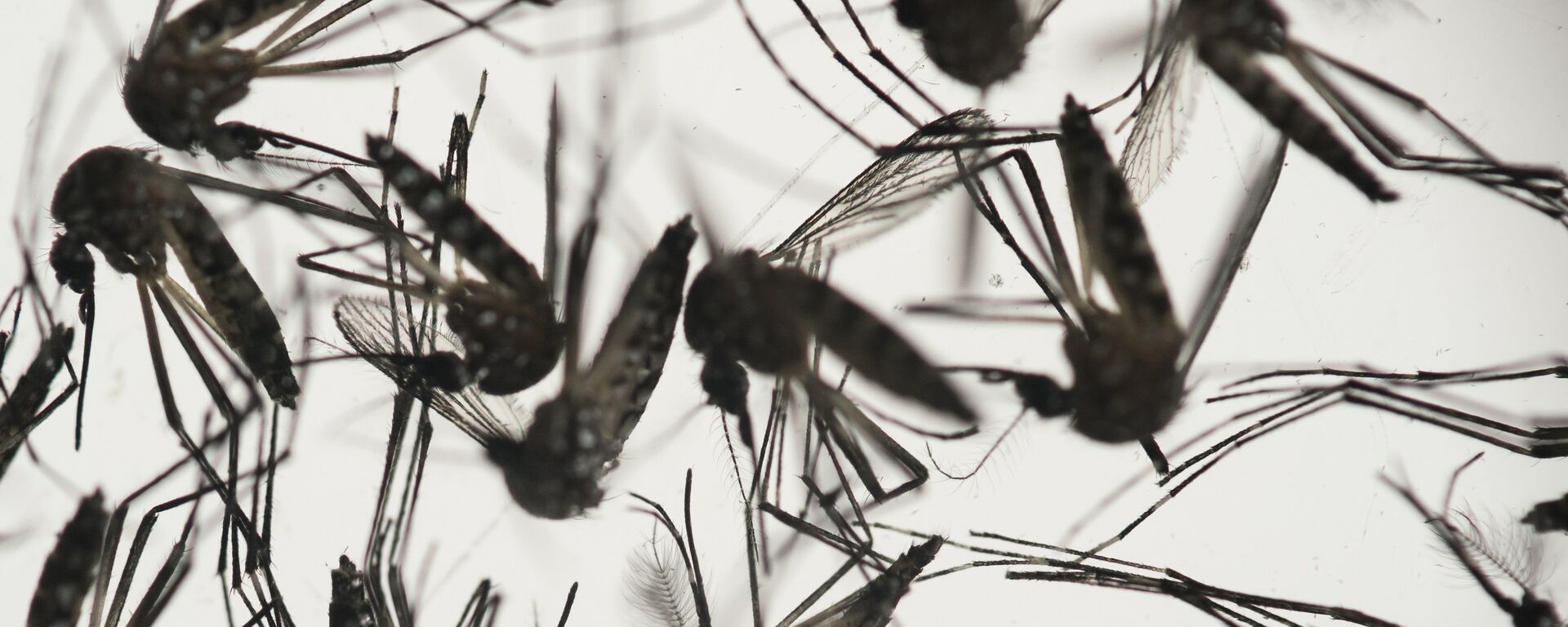 Mosquitos 'Aedes aegypti'  - Sputnik Mundo, 1920, 01.04.2023