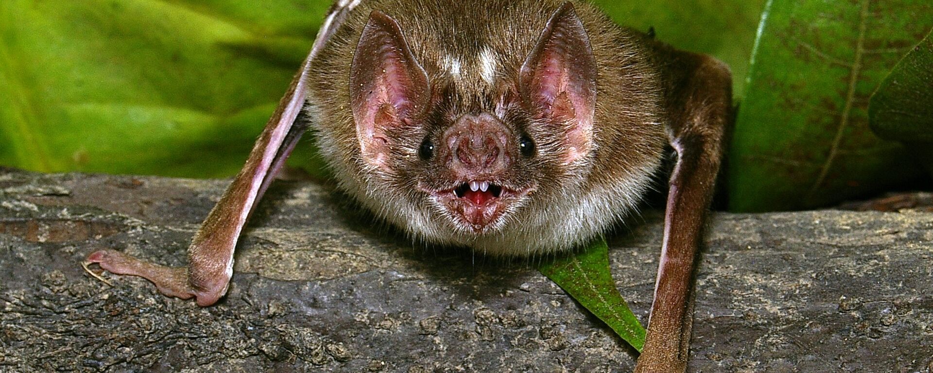 Un murciélago vampiro del género Desmodus rotundus - Sputnik Mundo, 1920, 26.03.2022