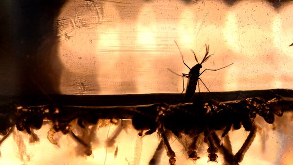 Mosquitos Aedes aegypti - Sputnik Mundo
