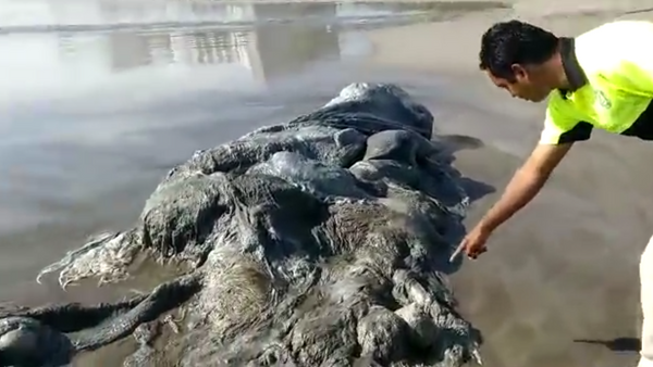 Captura de la pantalla del vídeo con una extraña criatura marina encontrada en las playas de Acapulco - Sputnik Mundo