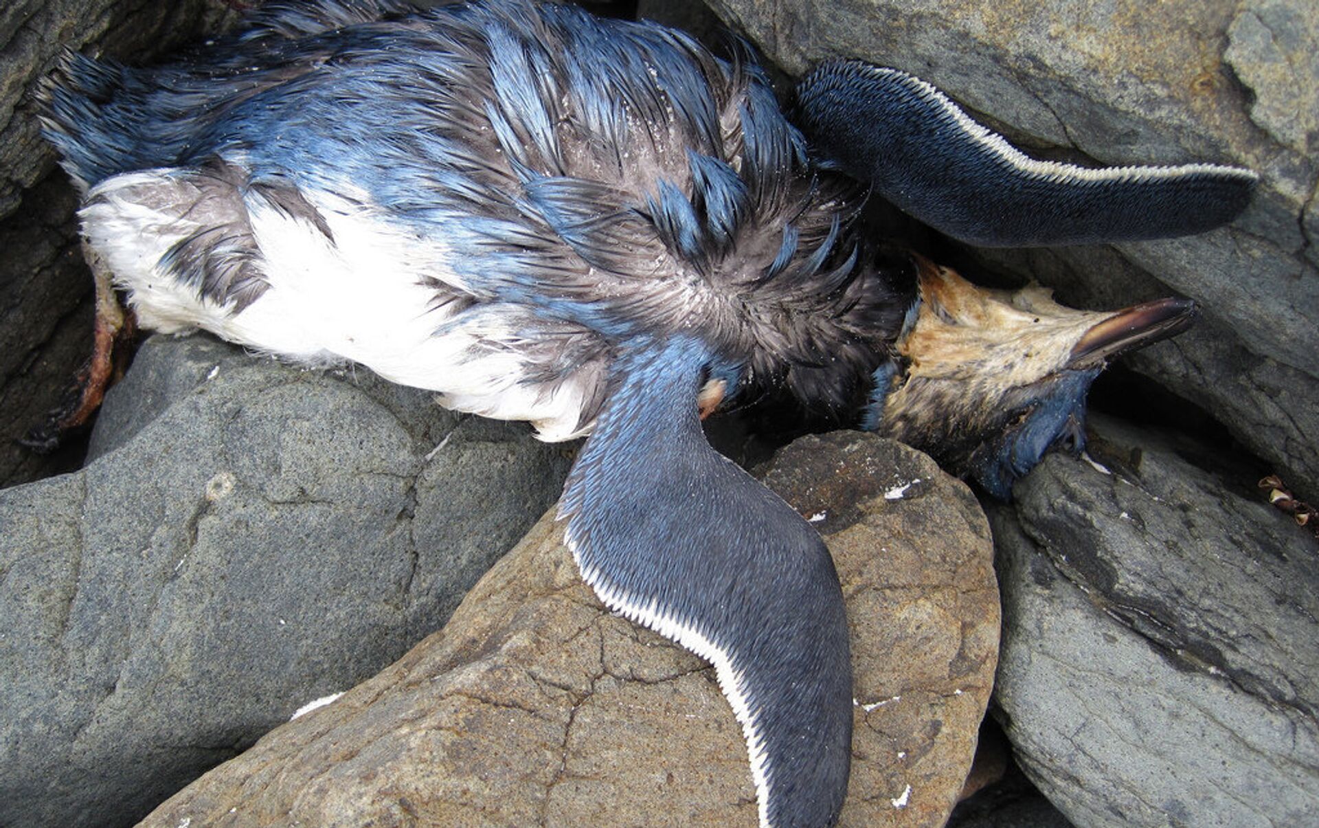 Matan a centenares de pingüinos y lobos marinos para usarlos de carnada en  Chile , Sputnik Mundo