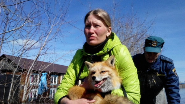 Equipo de rescate evacua a los animales del zoológico en Tiumén - Sputnik Mundo