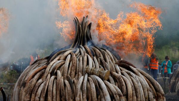 Fire burns part of an estimated 105 tonnes of ivory and a tonne of rhino horn confiscated from smugglers and poachers at the Nairobi National Park near Nairobi, Kenya - Sputnik Mundo