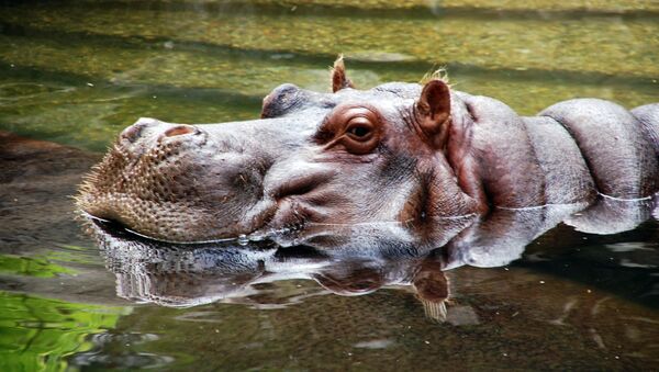 Un hipopótamo - Sputnik Mundo