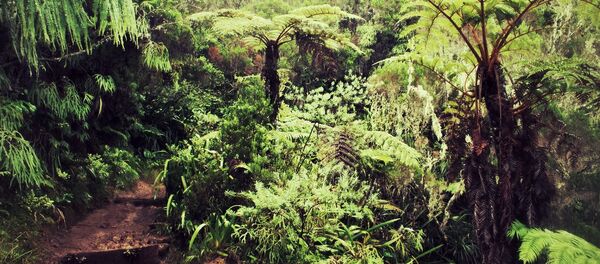 Un bosque (imagen referencial) Un bosque (imagen referencial) - Sputnik Mundo