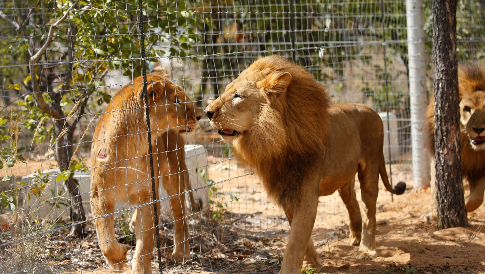 Sacrifican a dos leones en el Zoológico de Chile para salvar a un suicida -  , Sputnik Mundo