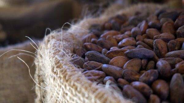 Cacao (imagen reefrencial) - Sputnik Mundo