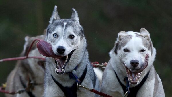 Собачья упряжка во время Aviemore Sled Dog Rally в Шотландии - Sputnik Mundo