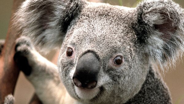 Una koala - Sputnik Mundo