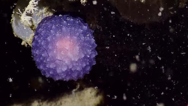 Enigmática bola púrpura descubierta en el fondo del océano Pacífico - Sputnik Mundo
