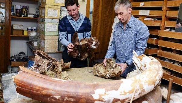 Investigadores rusos han hallado una especie completamente nueva de dinosaurios herbívoros. - Sputnik Mundo