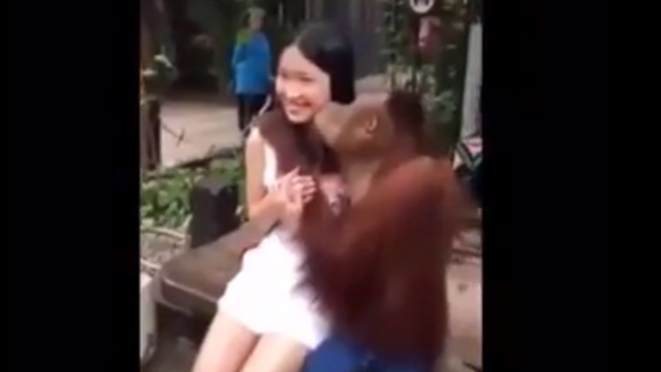 Orangután romántico se enamora de una turista - Sputnik Mundo