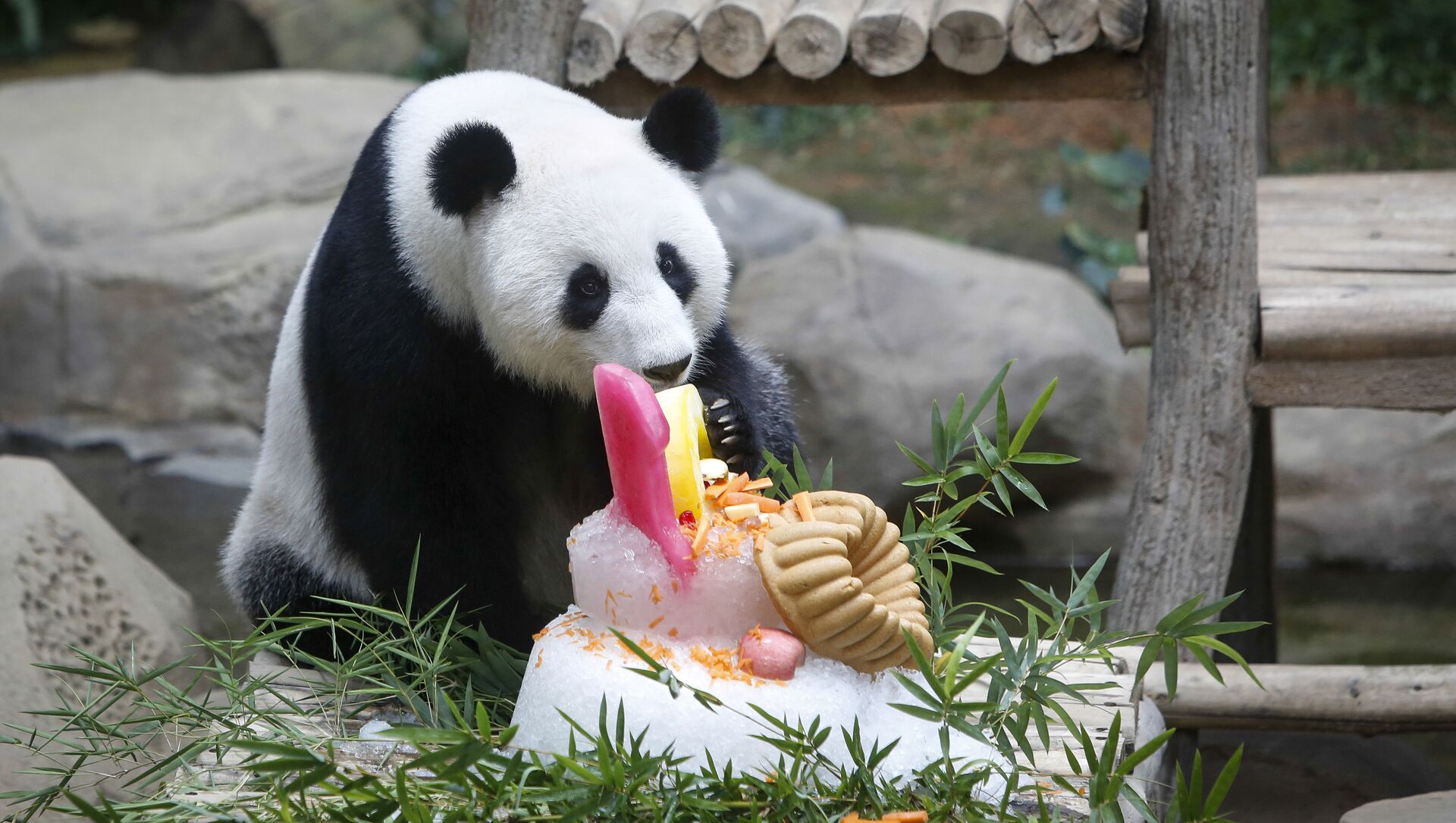 Панды едят мясо. Панда ест. Питание панды. Празднование дня рождения панды в Московском зоопарке. Панда на бамбуке.