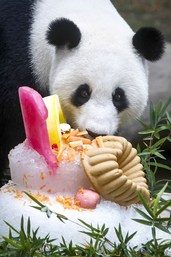 Panda celebra su décimo cumpleaños con un delicioso pastel en un zoo de Malasia - Sputnik Mundo