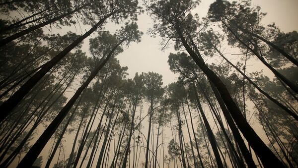 Los pinos después del incendio forestal, Portugal - Sputnik Mundo