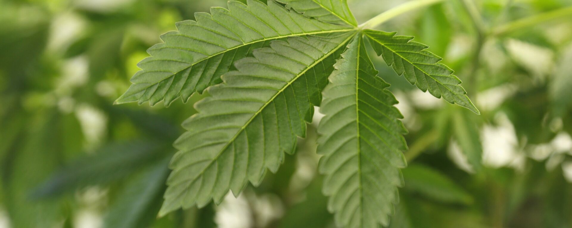 A thriving marijuana plant is seen at a grow operation in Denver, Colorado  - Sputnik Mundo, 1920, 04.08.2021