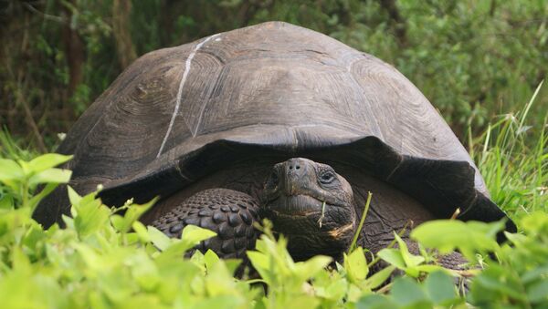 Una tortuga gigante en el Parque Nacional Galápagos - Sputnik Mundo