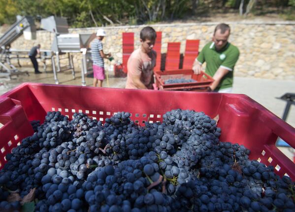 La producción de vino en Crimea es llevada a cabo por empresas  de diferentes tipos: estatales, colectivas, privadas. Foto: el procesamiento de la uvas de la bodega 'UPPA Winery'. - Sputnik Mundo