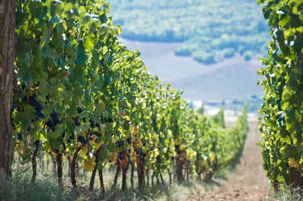 Los viñedos de la bodega 'UPPA Winery' ocupan 16 hectáreas en la parte sur de la montaña Zybuk-Tepe. Este pintoresco lugar es uno de los mejores de la región para crear vinos finos y elegantes. - Sputnik Mundo