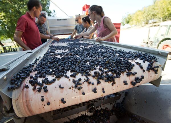 El procesamiento de la uvas de la bodega ‘UPPA Winery’. - Sputnik Mundo