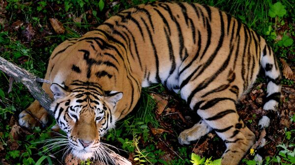 Тигры Приморского сафари-парка Амур и Уссури - Sputnik Mundo