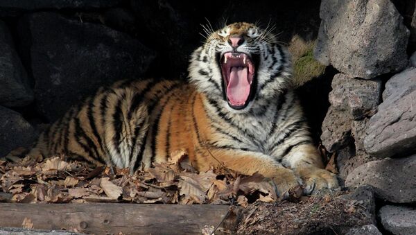 Su majestad el tigre siberiano - Sputnik Mundo