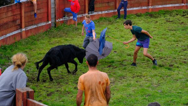 Sin sangre ni dolor. Las corridas de toros portuguesas en todo su esplendor - Sputnik Mundo