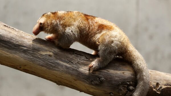 Fredy, el pequeño oso hormiguero pigmeo del zoológico peruano de Huachipa - Sputnik Mundo