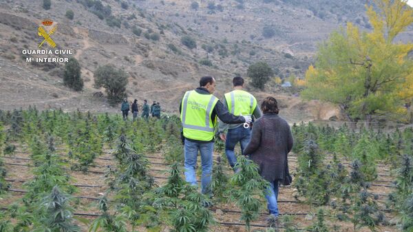 Agentes de la Guardia Civil inspeccionan la plantación de marihuana descubierta en Aragón - Sputnik Mundo