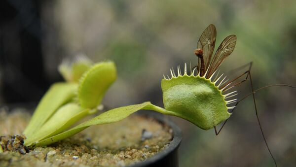 A Venus Flytrap (Dionaea muscipula) with a caught insect - Sputnik Mundo