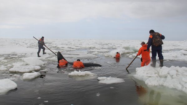 Операция по спасению косаток, зажатых во льдах в Охотском море - Sputnik Mundo
