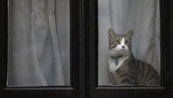 El gato de Julian Assange aparece en la ventana de la Embajada de Ecuador en Londres - Sputnik Mundo