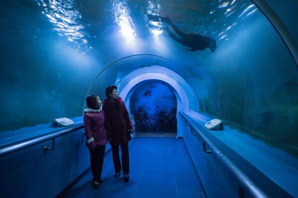 Los visitantes del zoológico central de Pyongyang, en un túnel subacuático del acuario local - Sputnik Mundo