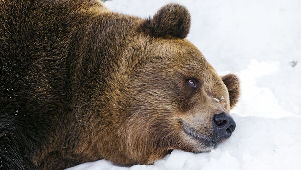 Tired bear on the snow - Sputnik Mundo