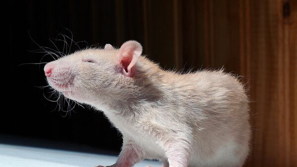 Una rata feliz - Sputnik Mundo
