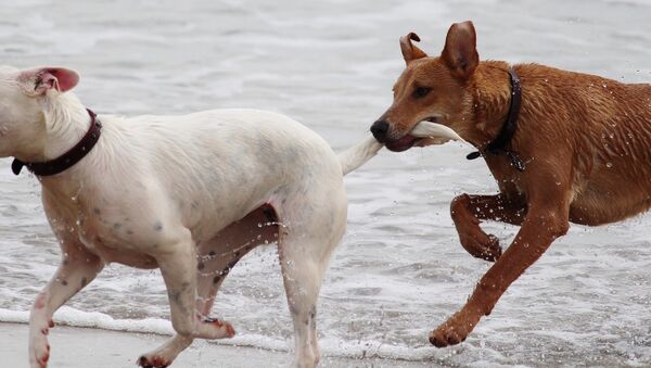 Perros corren en la playa - Sputnik Mundo