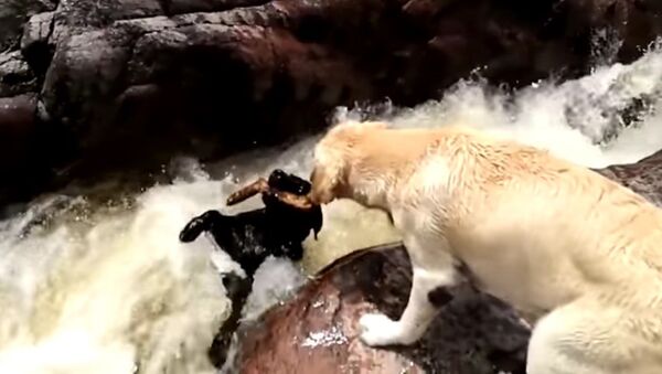 Dog saves a dog - Sputnik Mundo