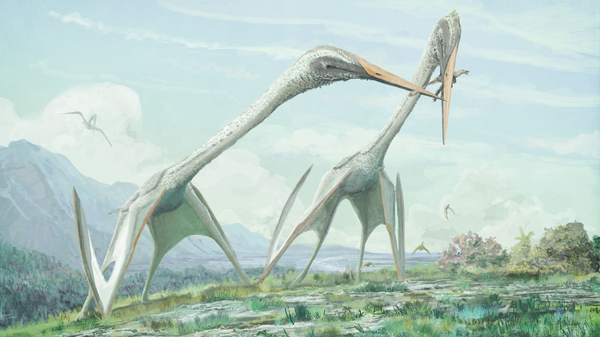 Pterosaurio - Sputnik Mundo