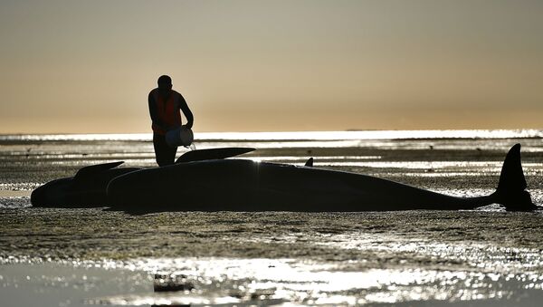 Una ballena encallada en una playa - Sputnik Mundo