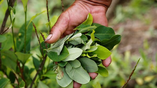 A peasant holds up coca leaves collected from his crops in Cauca, Colombia - Sputnik Mundo