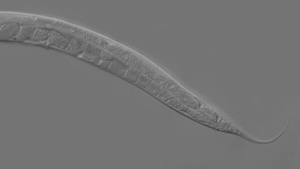 Caenorhabditis elegans - Sputnik Mundo