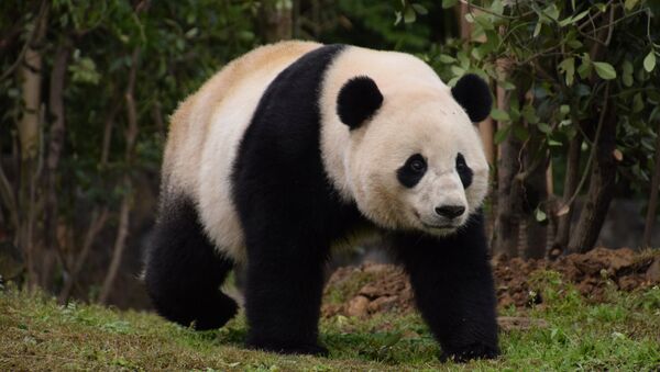 U.S.-born giant female panda Bao Bao walks at her new home, Chengdu Research Base of Giant Panda Breeding, in Chengdu - Sputnik Mundo
