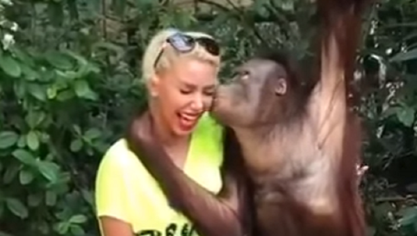 La bella y la bestia: el apasionado beso entre una rubia y un orangután - Sputnik Mundo