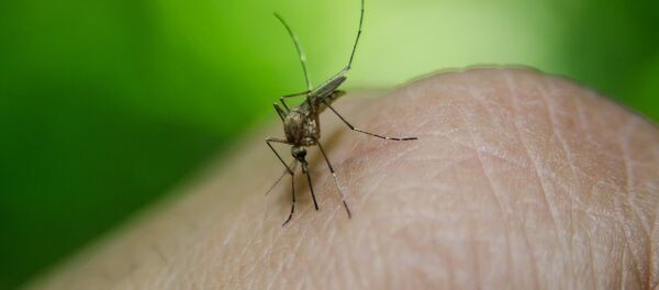 Un mosquito (imagen referencial) Un mosquito (imagen referencial) - Sputnik Mundo