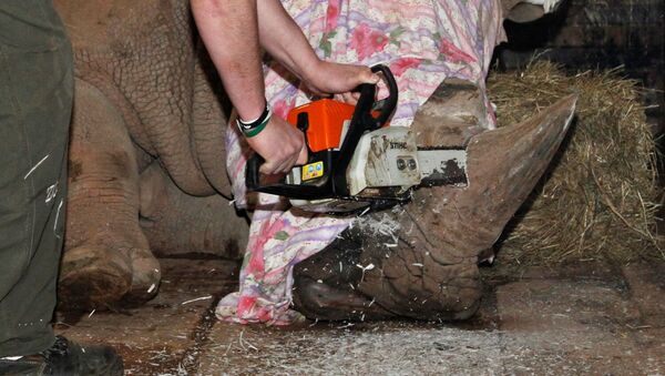 A rhino is dehorned by a zoo veterinary surgeon in its enclosure at Dvur Kralove Zoo - Sputnik Mundo