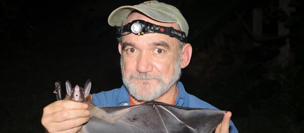 El doctor Rodrigo Medellín sostiene un murciélago El doctor Rodrigo Medellín sostiene un murciélago - Sputnik Mundo