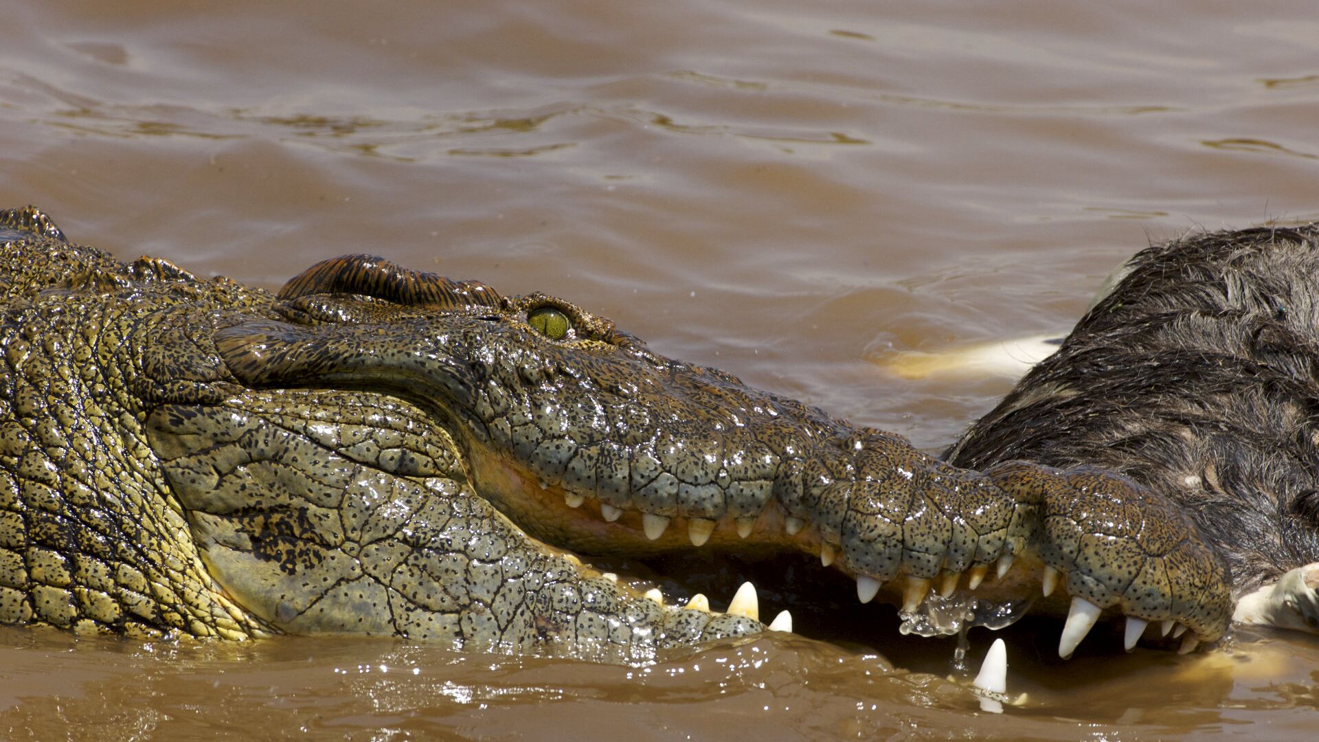 Нильский крокодил относится к пресмыкающимся. Гребнистый крокодил. The Nile крокодилы. Нильский Аллигатор. Малагасийский Нильский крокодил.