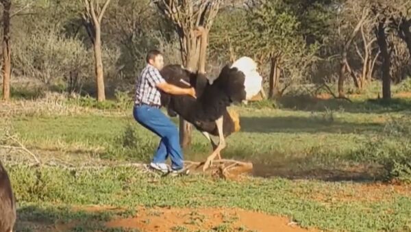 Un gigantesco avestruz enfurecido ataca a un hombre - Sputnik Mundo