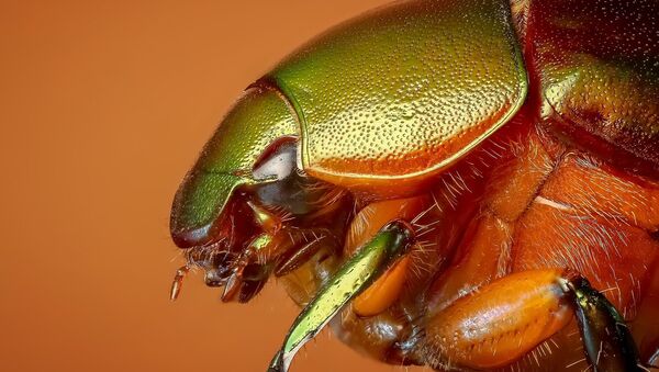 Escarabajo - Sputnik Mundo